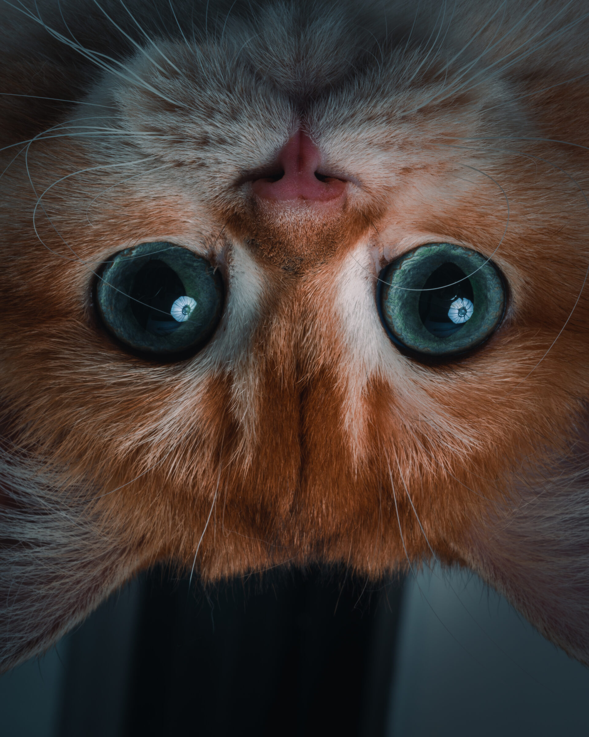 Orange tabby cat with blue eyes