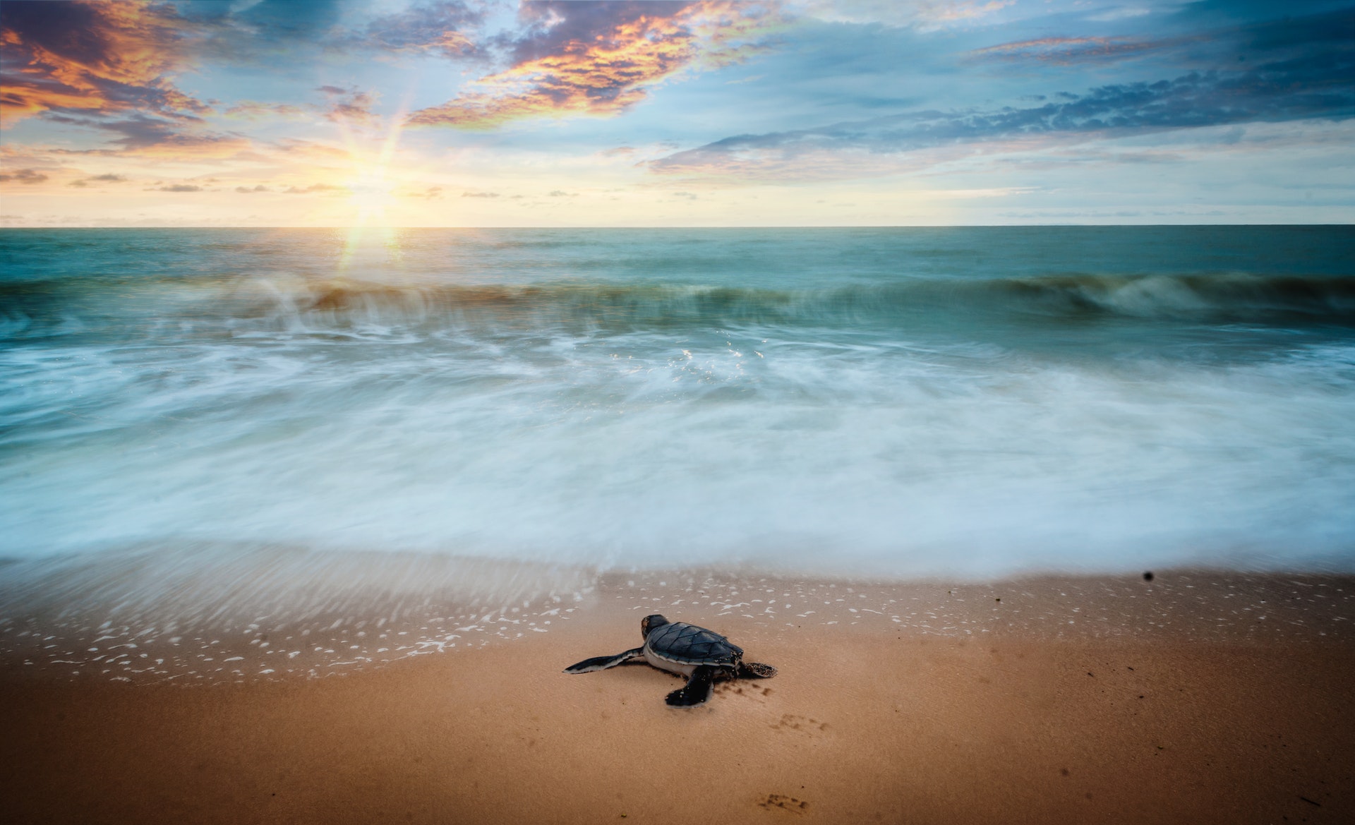 bfe7551e animal beach blur 1817048